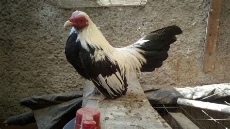 <strong>Kikirikis</strong>/rooster/ hen / chicken. . Gallos kikirikis